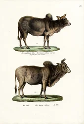 Zebus, 1824